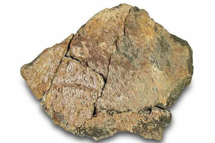 Dinosaur (Triceratops) Frill Shield Section - Montana #303405